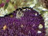 Coral.jpg