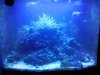 Biocube Full Tank Shot (Actinics) 12-4-13.jpg Biocube Full Tank Shot (Actinics) 12-4-13.jpg