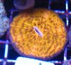 orange plate.jpg