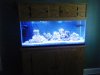 reef tank 001.JPG