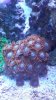 BlueOrangeZoaColony_zps8e40d515.jpg