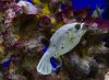 df puffer2.jpg