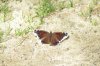 buttefly.jpg