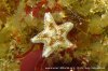 asterina-phylactica-wb01-600x400.jpg asterina-phylactica-wb01-600x400.jpg