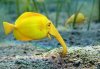elephantistang.jpg