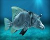zebra fish.jpg