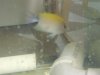 fish disease 010 (1280x960) (540x405).jpg