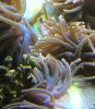 magnifica spliting - close up.jpg