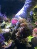 magnifica new anemone freed from base rock - small.jpg