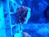 Growout Pic 12_18.jpg