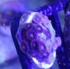 Combo Zoa-pally frag3.jpg