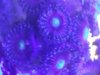 Combo Zoa-pally frag4.jpg