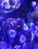 Combo Zoa-pally frags2.jpg