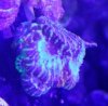 Acan Ech Frag.jpg