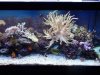 Tank April 15 - Copy.JPG