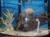 Sea horses 2 April 15 - Copy.JPG