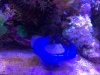 blenny eating from feeder.JPG