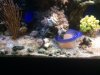 mandarin fish feeder.JPG