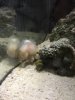 Shrimp.JPG