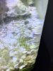 Algae.JPG
