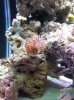 Coral ID 2.jpg