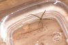 hitch hiker-4.jpg