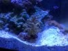 new coral .jpg
