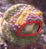 bluepolyp.jpg