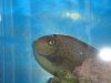 Fish 1.JPG