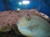 Fish 2.JPG