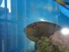 Fish 3.JPG