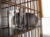 Chinchilla.JPG