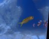 blenny2.JPG