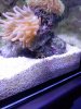 crab_1.dng.jpg