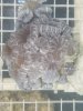 No. 15, 20 heads.jpg