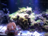 coral1.png
