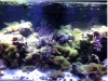 Coral2.png