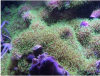 coral3.png