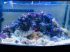 _My_Aquarium.jpg