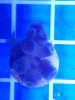 LKarge-StartingPic-9Polyps.jpg