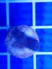 CKarge-StartingPic-2Polyps.jpg