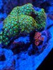 March Zoa.jpg