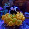 JDSFISH
