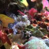 CranesReef