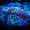ReefTankIM