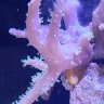 reeferwife
