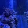 FishfulThinking