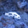 SmallzInTheTank