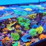 NorthernReef