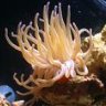coralline25